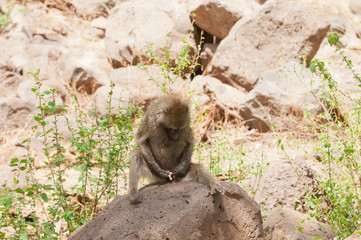 Closeup of Olive Baboons (scientific name: papio anubis, or Nyani in Swaheli) 