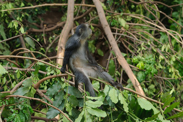 Blue monkey's (Cercopithecus mitis)  in Lake Manyara National Park