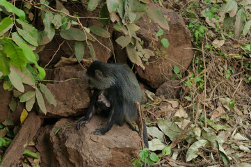 Blue monkey's (Cercopithecus mitis)  in Lake Manyara National Park