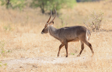 Closeup of male Waterbuck (scientific name: Kobus ellipsiprymnus, or 