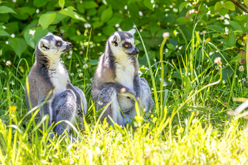 Zwei Lemuren