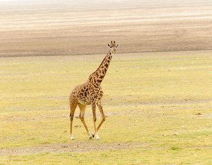 Closeup of Masai Giraffe (scientific name: Giraffa camelopardalis tippelskirchi or 