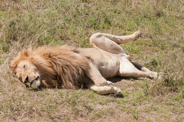 Male Lion resting  image taken on Safari located in the Ngorongoro National park, Tanzania