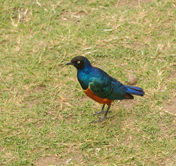 Starling, Superb Starling (Lamprotornis superbus) in the Ngorongoro Crater National Park
