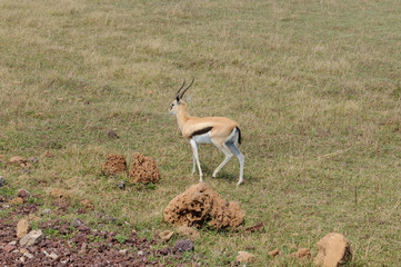 Thomson's gazelle (Eudorcas thomsonii) in the Ngorongoro crater