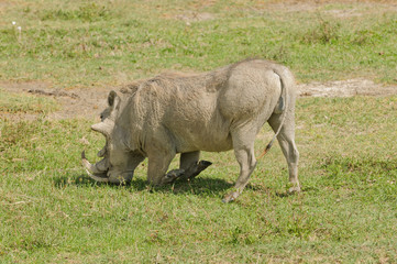 Fototapeta na wymiar Closeup of male Warthog in the typical kneeling stance while feeading (scientific ncochoerus aethiopicus, or 