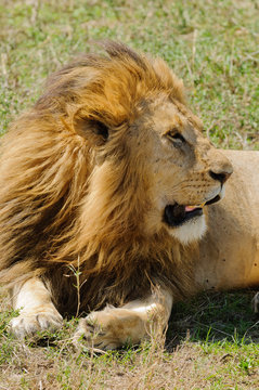 Closeup of a male Lion (scientific name: Panthera leo, or "Simba" in Swaheli) image taken on Safari in the Ngorogoro National park, Tanzania