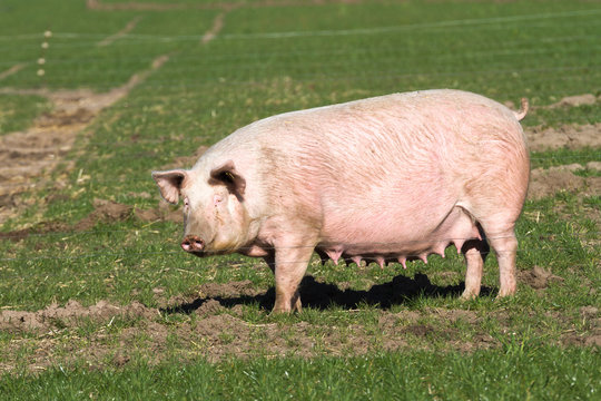 Zuchtsau auf gr&uuml;ner Wiese einer Freilandhaltung