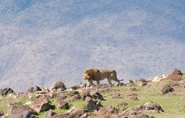 Lion pride on rock outcrop (scientific name: Panthera leo, or 