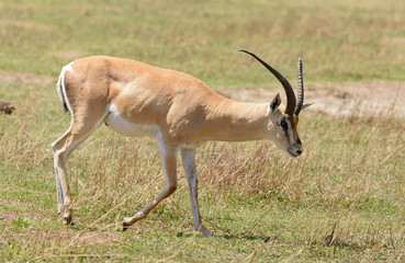 Naklejka na ściany i meble Closeup of Grant's Gazelle in the Ngorongoro National park, Tanzania
