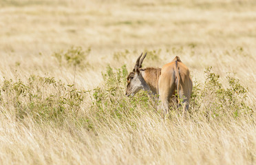 Eland (scientific name: Taurotragus oryx or 