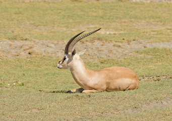 Closeup of Grant's Gazelle (scientific name: Gazella granti, robertsi or 