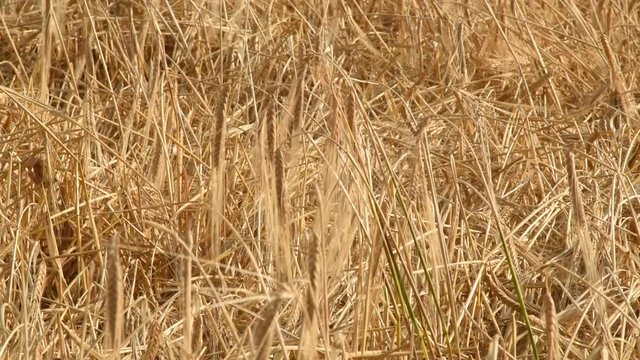 Cami&oacute;n y tractor con trigo, cosecha de Cebada