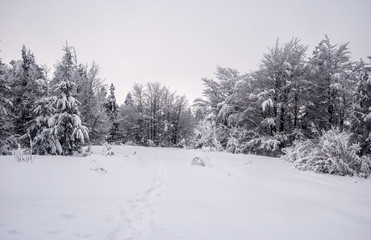 mountaim meadow with frozen trees around and snowshoes steps on Kykula hill in Kysucke Beskydy (Beskid Zywiecki) mountains