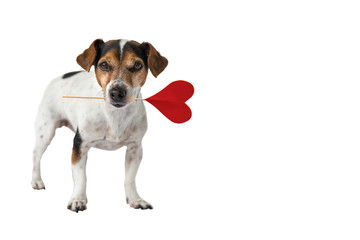 Romantic Dog - Tricolor cute little puppy dog wearing red heart in muzzle or mouth