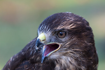 Fototapeta premium Rufender Bussard im Portrait