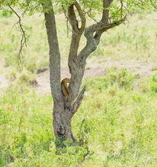 Fototapeta na wymiar Leopard up a tree (scientific name: Panthera pardus, or 