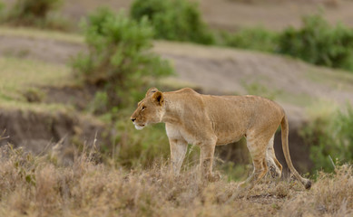 Naklejka na ściany i meble Closeup of a Lioness stalking prey (scientific name: Panthera leo, or 