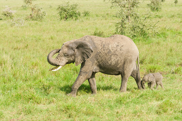  African Elephant with baby (scientific name: Loxodonta africana, or "Tembo" in Swaheli) in the Serengeti National park, Tanzania