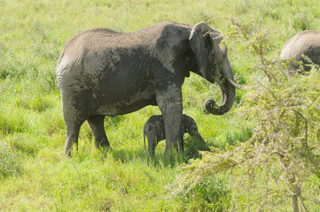 Naklejka na ściany i meble African Elephant potecting her young (scientific name: Loxodonta africana, or 
