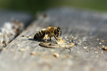 Biene sammelt Wachsreste