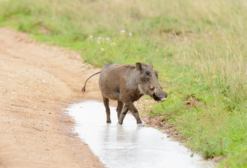 Closeup of Warthog (scientific name: Phacochoerus aethiopicus, or "Ngiri" in Swaheli) in the Serengeti National park, Tanzania