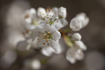 Nahaufnahme Kirschblüten