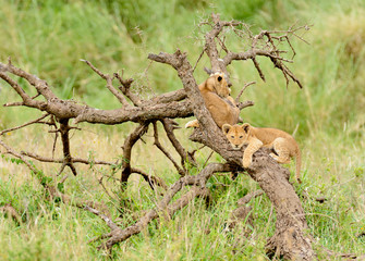 Lion cubs up a tree (scientific name: Panthera leo, or 
