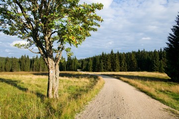 Nova louka in the Jizera mountains, Northern Bohemia Czech republic ,Europe