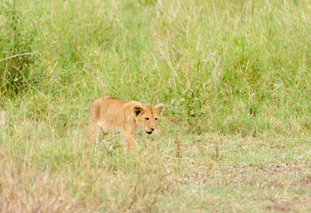 Lion cub sneaking up on its mother (scientific name: Panthera leo, or "Simba" in Swaheli)  in the Serengeti National park, Tanzania
