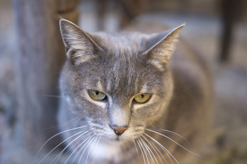 Gato doméstico