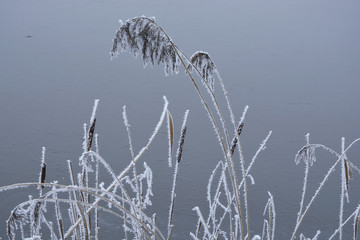 Obraz premium Detail of a frozen plant with frost in the winter with snow and ice