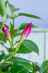 Red mandevilla bud in a flower garden.