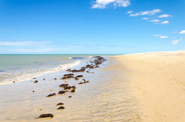 lots of water plants over the sand beach