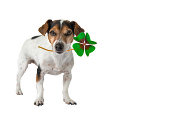 white cute doggy carries four-leaf clover in mouth - lucky jack russell dog on New Year's Eve 