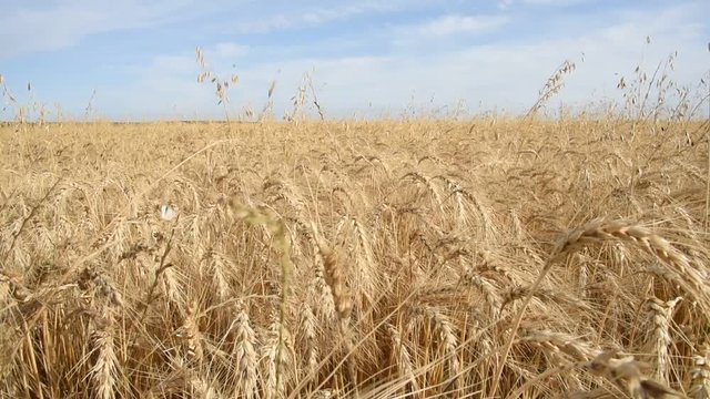 trigal previo a la cosecha en la provincia de Buenos Aires, Argentina