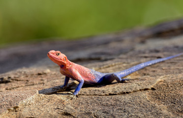 Closeup of Agama lizard using shallow depth of field (scientific name: Agama agama or "Mjusi kafiri" in Swaheli) in the Serengeti National park, Tanzania