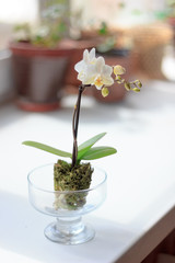 Beautiful small white phalaenopsis orchid on window.