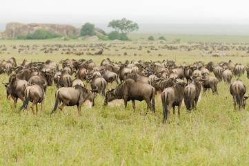 Migration of Wildebeest (scientific name: Connochaetes taurinus or 