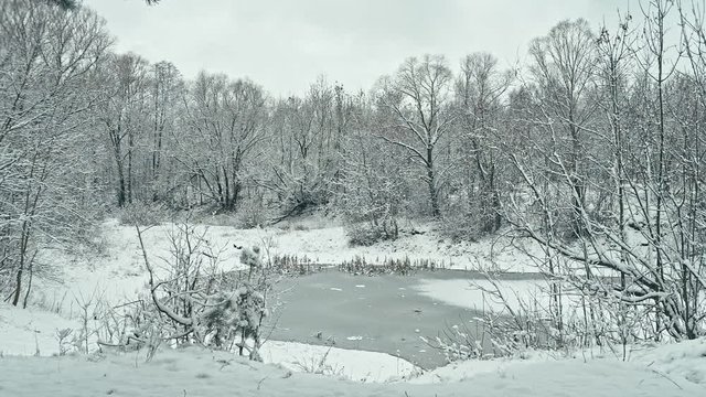 Inside pine forest in snovy winter. Vertical panning