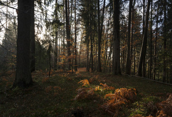 Wald in Kärnten