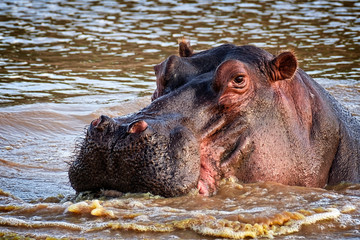 Hippo in the WIld