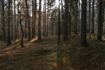 Obraz premium Wald in Kärnten