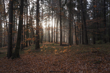 Wald in Kärnten