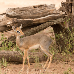 Closeup of Kirk's Dik-dik (scientific name: Madoqua , or 