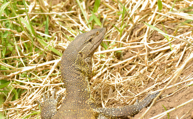 Closeup of Nile Monitor (scientific name: Varanus niloticus or 