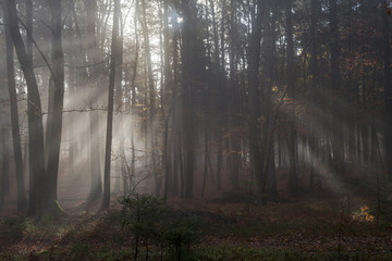 Fototapeta premium Wald in Kärnten