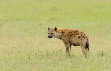 Closeup of Spotted Hyena (Crocuta crocuta) in the Serengeti  National park, Tanzania