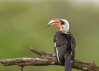 Closeup of a male Von der Decken's Hornbill found in the Serengeti