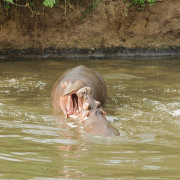 Closeup of Hippopotamus (scientific name: Hippopotamus amphibius, or "Kiboko" in Swaheli) in the Serengeti National park, Tanzania